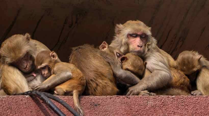 Monkeys 