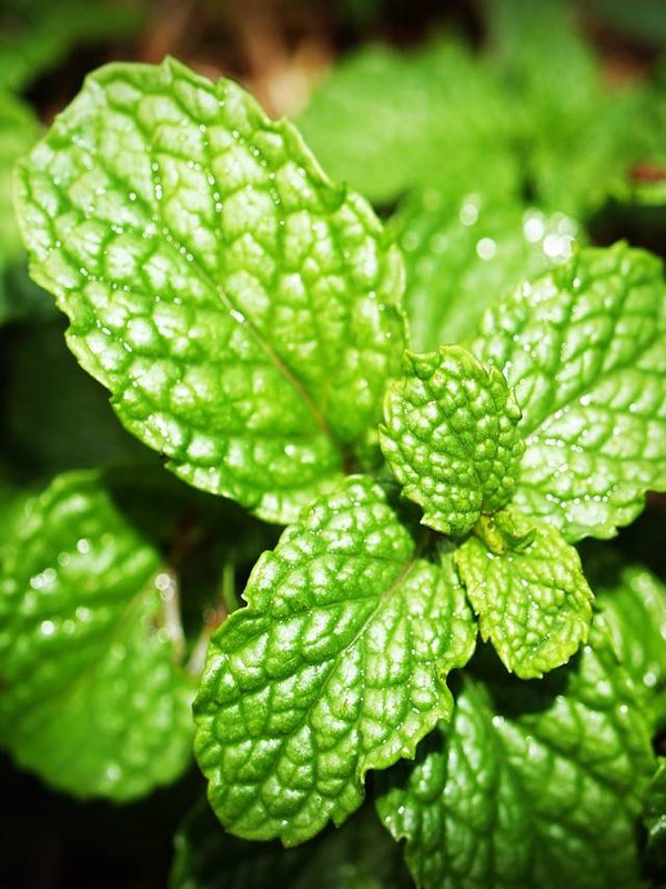 mint
