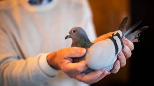 piegon| UP News| crime