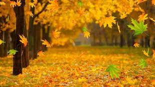 tree leaves