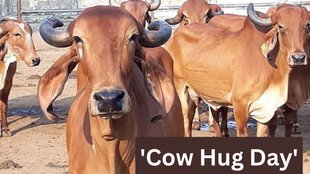 Cow Hug Day | Animal Welfare Board of India | valentine day