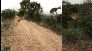 Deer Jump II Viral Video II Viral News