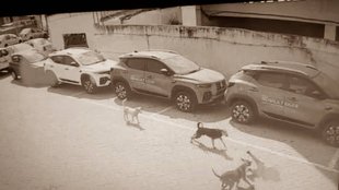 Dog Bite Video| Gog Bite Death| Dog Bite News|