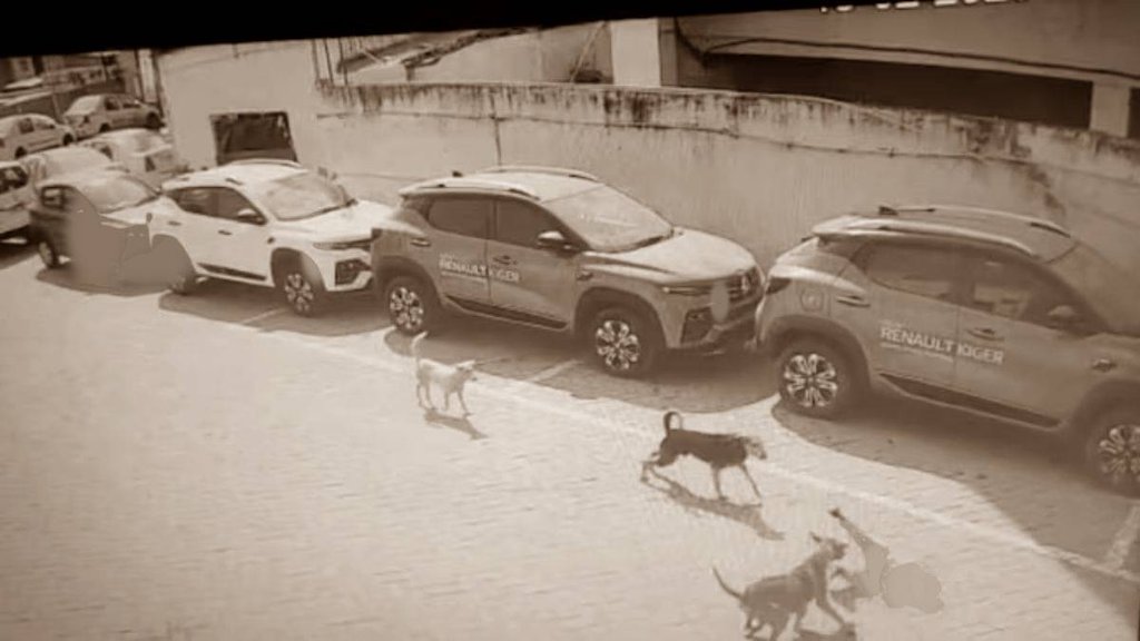 Dog Bite Video| Gog Bite Death| Dog Bite News|