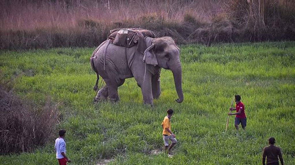 झारखंड के अलावा बंगाल के जंगलों मे भी हाथियों के हमले लगातार बढ़ रहे हैं। (फोटो- पीटीआई) झारखंड के अलावा बंगाल के जंगलों मे भी हाथियों के हमले लगातार बढ़ रहे हैं। (फोटो- पीटीआई)