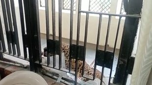 Ghaziabad II Leopard II leopard Attack