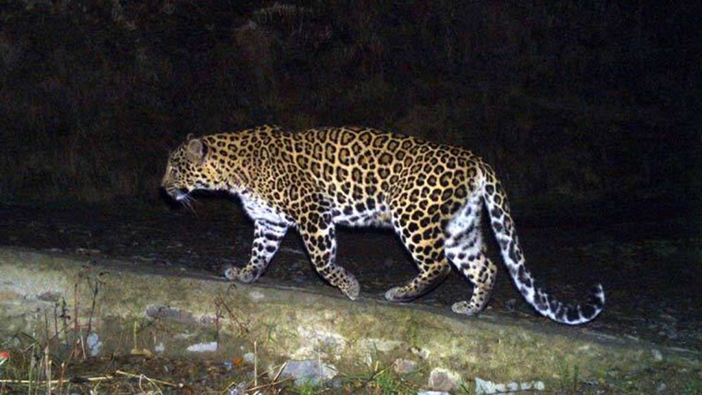 Leopard | Bijnor | Wounded