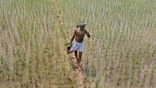 Paddy field climate change