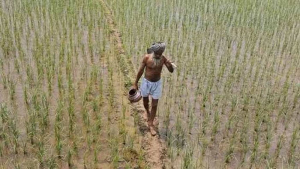 Paddy field climate change