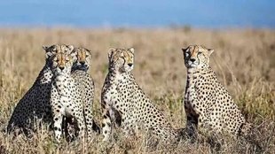 Kuno National park, cheetah, MP News