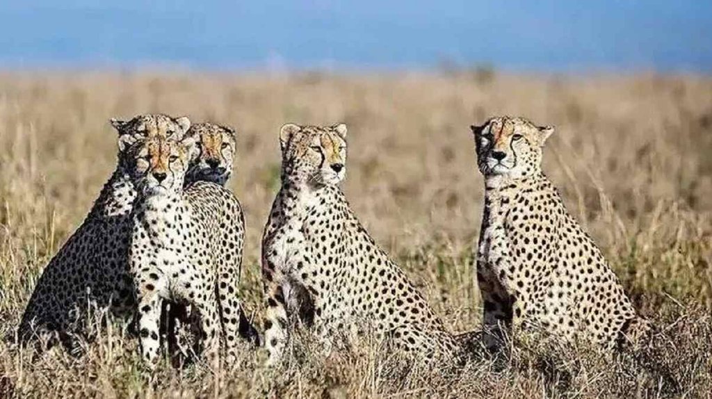 Kuno National park, cheetah, MP News
