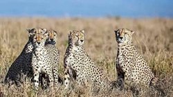 South African Cheetah: पूरी तरह फिट नहीं हैं साउथ अफ्रीका से भारत आ रहे चीते? लंबे समय से नहीं किया शिकार, हेल्थ एक्सपर्ट्स ने जताई यह चिंता