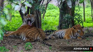 Tiger | wild life