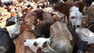 Cow Hug Day |