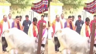 Cow Hug Day| Cow Hug Day Video| Cow Hug Day News|