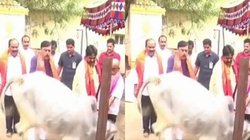पास पहुंचे तो गाय ने मार दी लात, BJP नेता का वीडियो शेयर कर Cow Hug Day की चुटकी ले रहे लोग