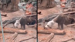 Viral Video: क्या देखा है कभी दो मुंह और तीन पैर वाला जानवर? वायरल हो रहा अजीबो- गरीब वीडियो