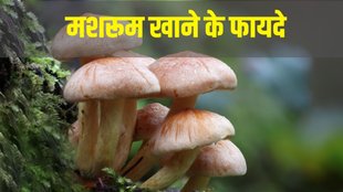mushroom benefits | mushrooms | health benefits of mushrooms
