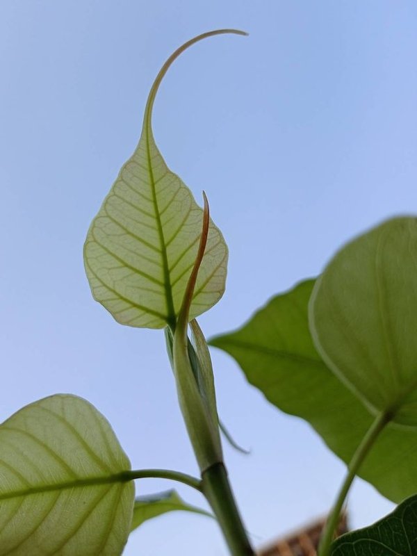 PEEPAL LEAF BENEFITS