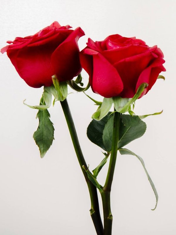 side view of red color roses isolated on white background with copy space