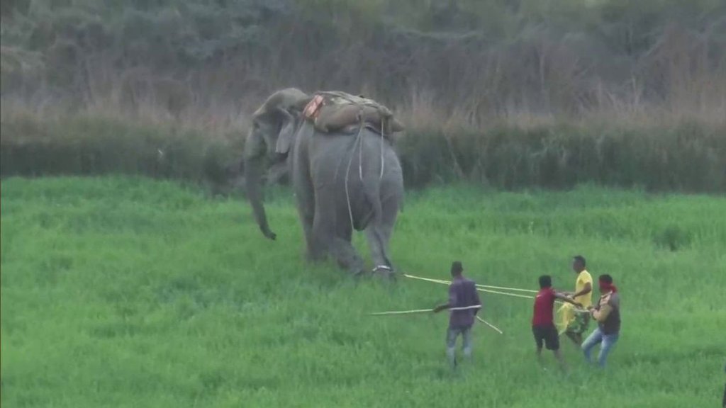 elephant angry| gorakhpur|