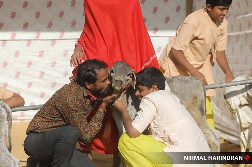 Men kissing Cow