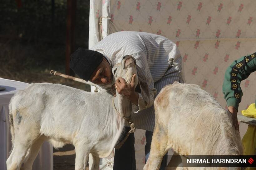 Man hugging cow