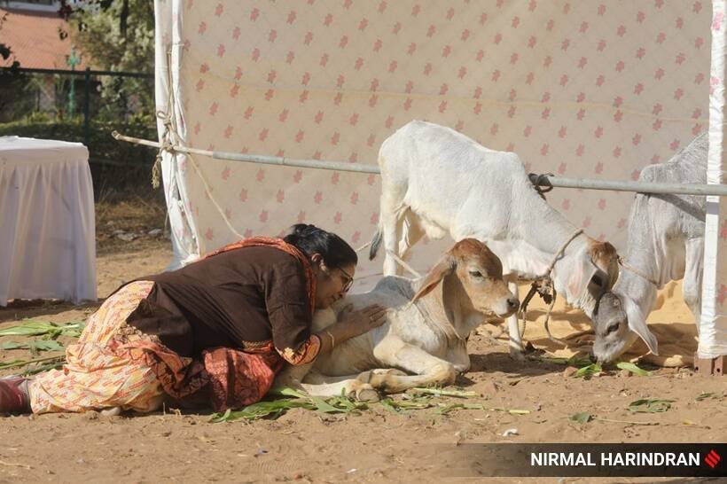 Women galore love at Cows