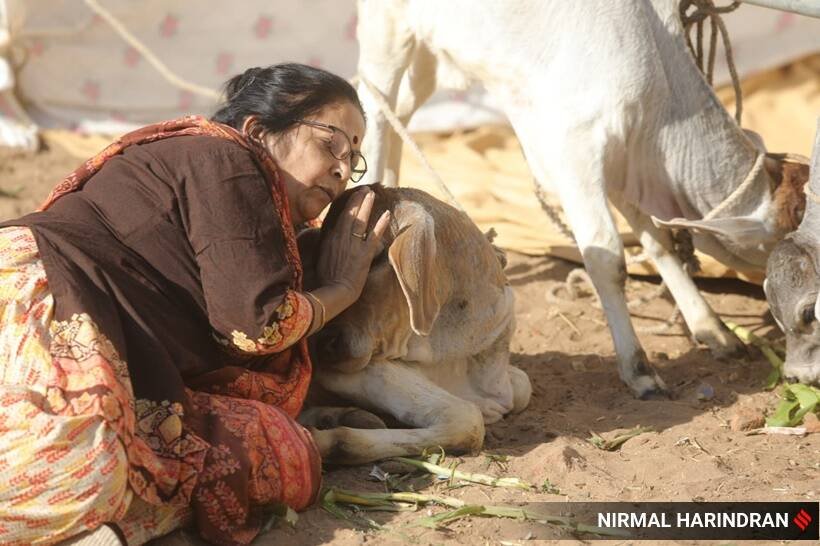 Women Hugging Cow