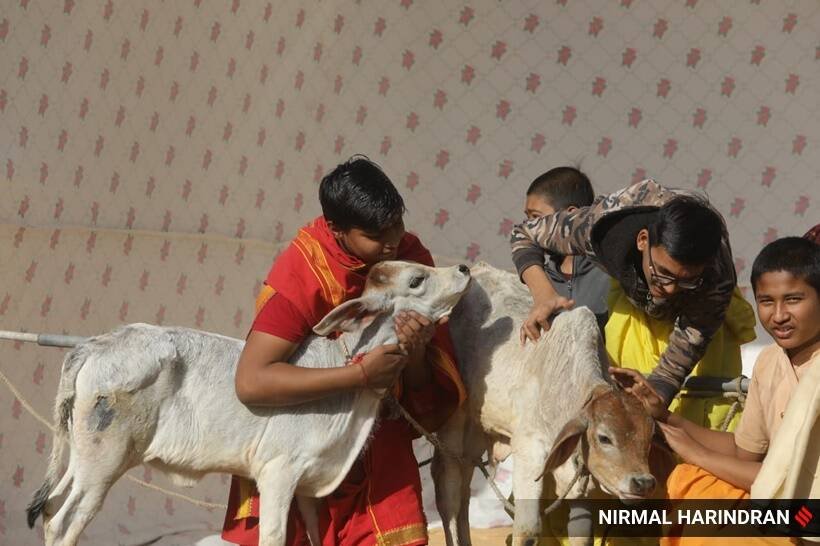 cows at Ahmedabad's Bhagwat Vidyapeeth