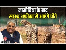 कूनो पार्क नये मेहमानों के लिए तैयार, जल्द आएंगे और 12 चीता, जानें क्या है तैयारी