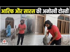 Amethi में सारस और इंसान की अनोखी Friendship, घाव पर मरहम लगाने से हुई थी शुरू
