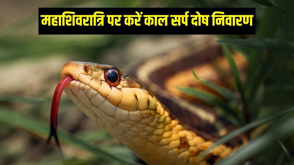 sawan kaal sarp upay, sawan ka somwar, kaal sarp dosha ke upay