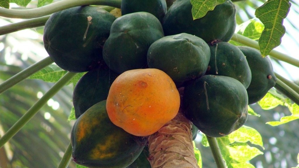 Raw Papaya | Raw Papaya Benefits | Raw Papaya Benefits In Hindi
