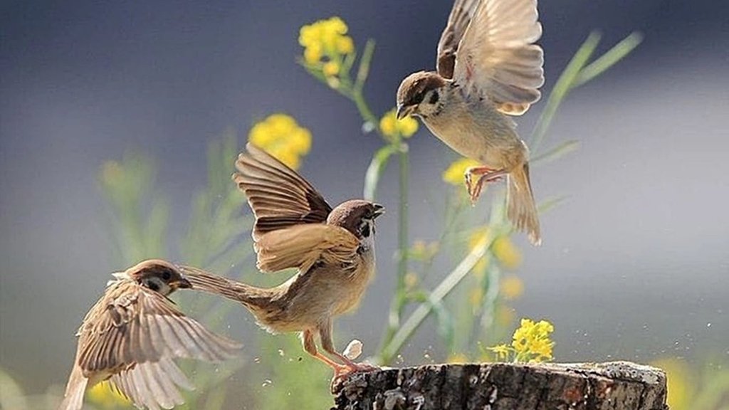 sparrow Nature