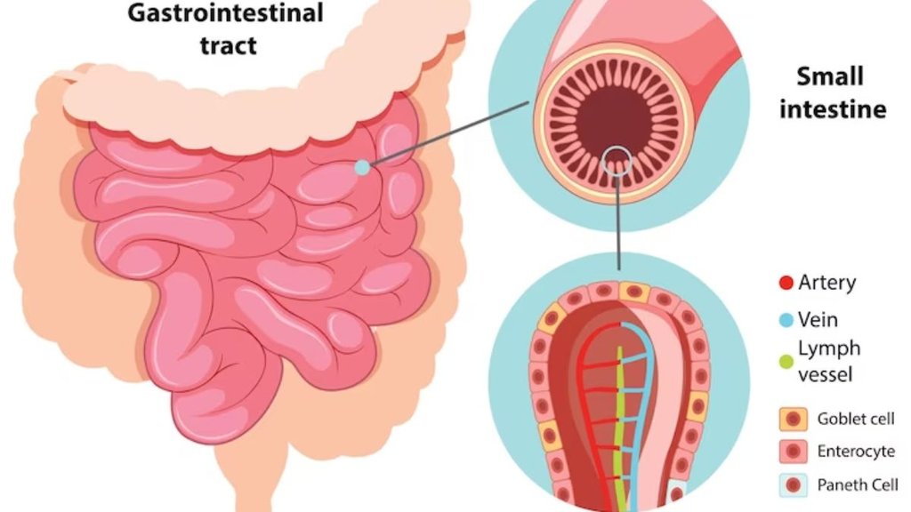 Stool After Eating, Gastrocolic Reflex,Pooping after every meal