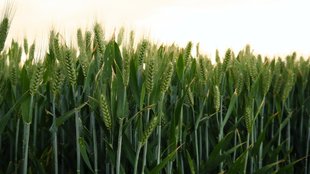 wheat seeds fertilizer