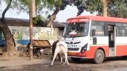 भाजपाई खटपट खुलकर सड़क पर आई- सांडों की लड़ाई का वीडियो शेयर कर अखिलेश यादव ने भाजपा पर कसा तंज