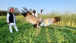 सारस को आरिफ से अलग किए जाने पर अखिलेश यादव ने उठाये सवाल, कांग्रेस बोली- मुस्लिम होने के नाते हुआ ऐसा