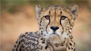 Cheetah| Namibia