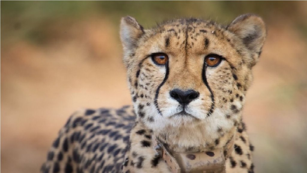 Cheetah| Namibia