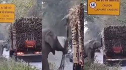 जंगल से गुजर रहे ट्रक को हाथी ने रोककर उतार लिया गन्ना, लोग बोले- स्नैक टैक्स तो बनता है