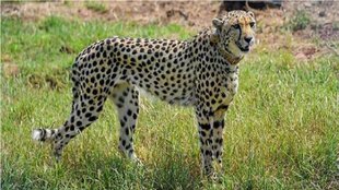 Cheetah Abdullah