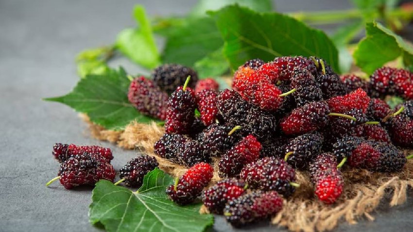 mulberry for diabetes, shahtoot for blood sugar