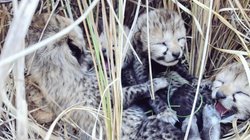 कूनो नेशनल पार्क में चार चीतों के जन्म पर CM शिवराज सिंह चौहान ने जताई ख़ुशी, तरह-तरह के कमेंट्स करने लगे लोग