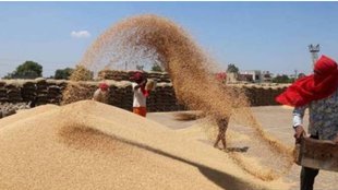 wheat crop| madhya pradesh