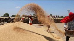 Madhya Pradesh के किसान MSP से कम कीमत पर गेंहू बेचने को मजबूर, RSS से जुड़े किसान संघ ने शिवराज सरकार को दी चेतावनी