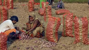Kisan News | WEST Bengal | Potato Farmers