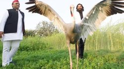 सारस को चिड़ियाघर भेज दिया, गोलू का क्या?- अखिलेश यादव ने ट्वीट कर कसा तंज, आ रहे ऐसे रिएक्शन