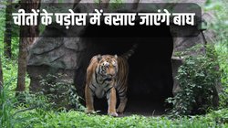 Madhya Pradesh : माधव राष्ट्रीय उद्यान में शुक्रवार को एक बाघ और दो बाघिन छोड़ी जाएंगी